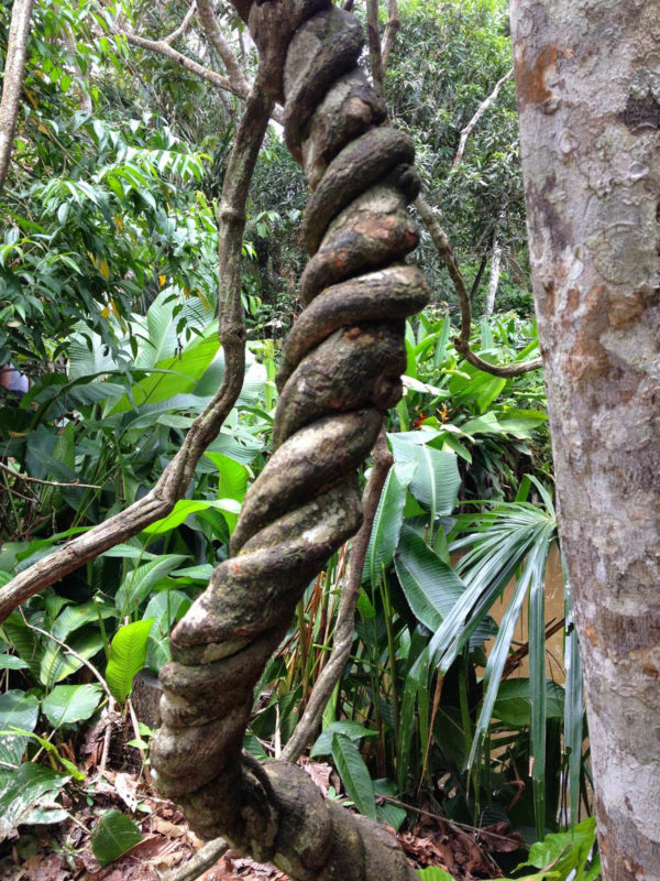 Ayahuasca Ingredients – A Spiritual Hand